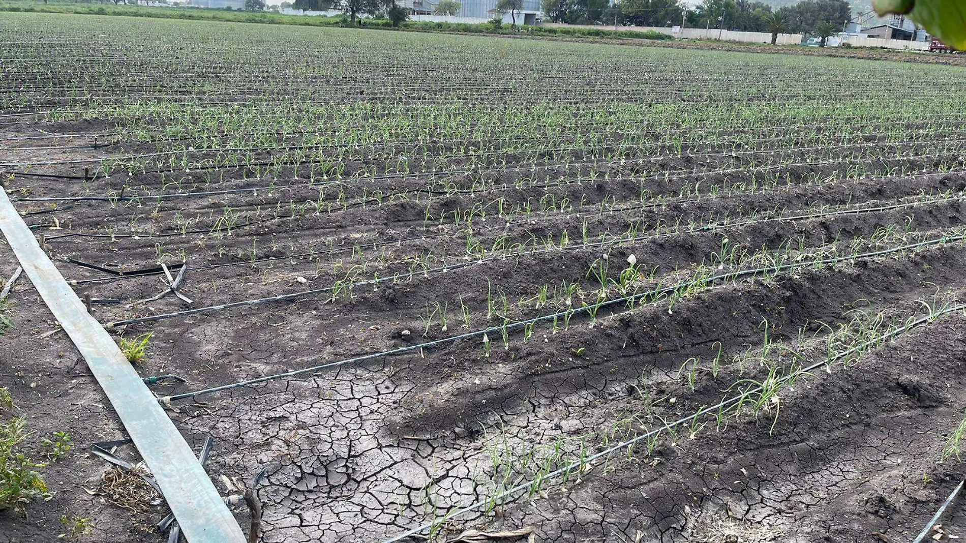 frenan a empresas chinas su entrada a campos de cultivo de Tehuacan